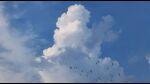  bird blue_sky cloud commentary day gerar_dc no_humans original outdoors scenery sky sky_focus symbol-only_commentary 