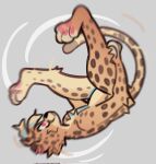  anthro backflip brown_body brown_fur cheetah ear_piercing felid feline fur hi_res loppifi male mammal piercing pink_eyes simple_background solo spots wren_(loppifi) 