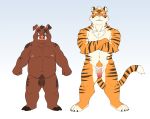  animal_genitalia animal_penis anthro balls brown_body duo felid genitals hair hi_res humanoid ijpalette-color kemono male male/male mammal muscular overweight pantherine penis simple_background suid suina sus_(pig) tiger white_body wild_boar 