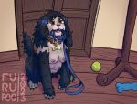  ball bird_dog black_body black_fur breasts canid canine canis cocker_spaniel collar domestic_dog excited fur furufoo hi_res hunting_dog leash mammal mid_transformation multi_breast petplay roleplay spaniel transformation 