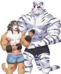  2boys abs absurdres animal_ears arknights bara black_hair black_shorts blue_eyes blue_shorts bulge commission dolphin_shorts dual_wielding dumbbell exercise eye_contact facial_hair feet_out_of_frame furry furry_male goatee goatee_stubble height_difference highres holding kimagureuso large_hands large_pectorals leggings lion_boy long_hair looking_at_another male_focus mountain_(arknights) multiple_boys muscular muscular_male nipples original pectorals scar scar_across_eye scar_on_arm short_hair shorts standing stomach tail talking thick_eyebrows tiger_boy tiger_ears tiger_tail topless_male weightlifting white_hair 