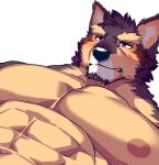  abs anthro blush brown_body brown_fur canid canine canis domestic_dog eyebrows fur lifewonders live_a_hero male mammal muscular muscular_anthro muscular_male nipples oaks16 pecs pubraseer shirtless solo thick_eyebrows 