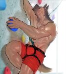  abs anthro bodily_fluids bulge canid canine claws harness hi_res male mammal muscular muscular_male nomifuki rock_climbing rope shorts_only solo sweat waist_harness 