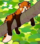  ailurid black_pawpads blep brown_body brown_fur eyes_closed feral fluffy fluffy_tail fur in_tree lying lying_on_branch male mammal markings orange_body orange_fur pattern_background pawpads paws plant red_panda ring_(marking) ringtail simple_background sinsquest sleeping solo sound_effects striped_body striped_fur stripes tail tail_markings tan_body tan_fur tongue tongue_out tree vowelless vowelless_sound_effect zzz 