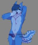  anthro balls blue_body blue_fur blue_penis canid canine erection eyes_closed fox fur genitals hi_res knot male mammal mmhorrors nude open_mouth penis solo tail yawn 