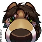  bianca_moonsong_(azeiron) boop braided_hair braided_ponytail brown_hair brown_nose canid canine canis close-up female freckles green_eyes hair ivydogart mammal meme ponytail snout solo wolf 