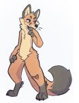  2022 absurd_res ambiguous_gender anthro canid canine digitigrade dipstick_tail featureless_crotch fox hi_res kherspurrs leg_markings mammal markings nude simple_background socks_(marking) solo standing tail tail_markings white_background 