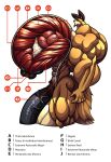  abs anthro balls big_balls big_penis canid canine canis diagram genitals hi_res huge_balls huge_biceps huge_penis hybrid hyper hyper_balls hyper_genitalia hyper_pecs hyper_penis lagomorph leporid male mammal muscular muscular_anthro muscular_male penis rabbit solo vein wolf wolfie_canem wolfiecanem x-ray_vision 
