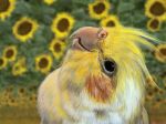  animal_focus beak bird black_eyes blurry blurry_background close-up cockatiel feathers field flower flower_field highres looking_up no_humans original parrot realistic shiropooo sunflower yellow_feathers 