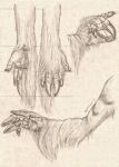  5_fingers anatomy anthro claws cloven_hooves diagram dragon equid equine fingers graphite_(artwork) hi_res high-angle_view hooved_fingers hooves horn mammal model_sheet multiple_poses paws pose russell_tuller side_view sketch traditional_media_(artwork) unicorn view_from_below 