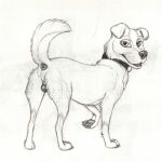  1:1 anus balls canid canine canis claws collar domestic_dog feral fur genitals hi_res male mammal pawpads sketch solo standing tail teeth vinadog 