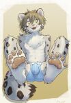  2022 4_toes absurd_res anthro balls_outline blush brown_body brown_fur brown_hair bulge clothed clothing detailed_bulge digital_media_(artwork) feet felid fluffy fur genital_outline grey_body grey_fur hair happy hi_res jinbuuck kemono looking_at_viewer male male_anthro mammal multicolored_body multicolored_fur multicolored_tail navel nipples open_mouth pantherine pawpads paws penis_outline pink_nose short_hair signature snow_leopard solo tail teeth toes tongue topless topless_anthro topless_male underwear underwear_only white_body white_fur yellow_eyes 