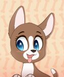  2018 black_nose blue_eyes blush blush_lines bone boston_terrier brown_body brown_fur canid canine canis domestic_dog fangs female feral fur hasbro higglytownhero hunting_dog littlest_pet_shop_a_world_of_our_own mammal molosser open_mouth roxie_mcterrier simple_background small_molosser solo teeth terrier tongue tongue_out toy_dog white_body white_fur 
