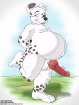  animal_genitalia balls belly big_belly canid canine canis cudacore dalmatian domestic_dog erection feet genitals hi_res knot male mammal navel outie_navel pascal_(cudacore) paws penis pregnant pregnant_male sheath slightly_chubby toes 