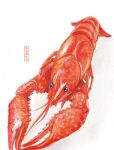  392610595 animal animal_focus artist_name highres lobster no_humans original painting_(medium) shadow simple_background traditional_media watercolor_(medium) white_background 
