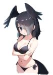  1girl alternate_costume bare_arms bare_shoulders bikini bird_girl bird_tail bird_wings black_bikini black_hair blue_eyes blush collarbone cowboy_shot crossed_arms embarrassed grey_hair hair_over_one_eye head_wings highres ieinu_account jungle_crow_(kemono_friends) kemono_friends midriff multicolored_hair navel short_hair solo swimsuit tail two-tone_hair wings 