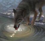  all_fours ambiguous_gender black_nose canid canine canis claws detailed_background drinking ezpups feral fluffy fur inner_ear_fluff licking mammal open_mouth paws realistic sharp_teeth snout solo standing teeth toe_claws tongue tongue_out tuft water wolf 