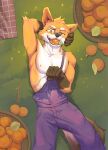  anthro athletic athletic_male canid canine clothing food fox fruit hi_res male mammal orange_(fruit) orioz overalls plant solo 