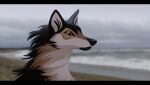  2023 astarcis beach black_bars black_body black_fur black_nose blurred_background brown_body brown_fur brown_sclera canid canine canis cloud detailed detailed_background female feral fur hi_res letterbox mammal prick_ears sand sea seaside signature sky solo water wolf 