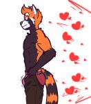  ailurid annoyed anthro ass_out bottomwear briefs bulge butt clothing digital_drawing_(artwork) digital_media_(artwork) disappointed fans fur genitals hi_res male mammal mars_(solarlewds) multicolored_body multicolored_fur muscular pants pulling_up_pants red_panda simple_background solarlewds solo tight_bottomwear tight_clothing tight_fit tight_pants_(meme) trend underwear 
