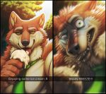  2018 ;9 anthro bamwuff before_and_after brain_freeze brown_body brown_fur canid canine canis claws finger_claws food forest fur green_eyes green_necktie hi_res ice_cream_cone licking licking_ice_cream male mammal necktie neodokuro pecs plant snapchat solo tongue tongue_out tree wolf 