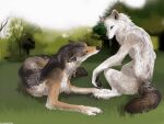  4:3 ambiguous_gender anthro brown_body brown_fur canid canine canis dark_tail detailed detailed_fur duo eye_contact forest forest_background fur grass looking_at_another lying mammal nature nature_background plant sitting smile sullivan tongue tongue_out tree white_body white_fur wolf yellow_eyes 
