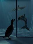  alcid ambiguous_gender aquarium avian bird cetacean feral great_auk group hi_res lari mammal marine rpalaeo trio vaquita vivarium 