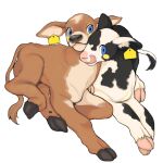  ambiguous_gender bovid bovine cattle dayohiko dewclaw_hooves duo ear_tag feral hi_res holstein_friesian_cattle hooves licking licking_lips mammal tongue tongue_out 