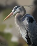  absurdres animal animal_focus artofmrlamb bird blurry blurry_background closed_mouth commentary cowboy_shot dated depth_of_field english_commentary from_side great_blue_heron heron highres looking_ahead no_humans original photoshop_(medium) realistic signature solo standing yellow_eyes 