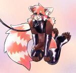  ailurid anthro balls blush blush_lines collar eyewear genitals glasses hi_res kouki_(athelwah) latex leash male male/male mammal paws red_panda solo submissive submissive_male unknown_artist 
