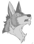  2019 angry canid canine canis fangs frown fur grey_fur greyscale lady-darkstreak long_ears male mammal matt_quickfoot monochrome portrait teeth wolf 