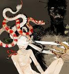  bandages blindfold frankenstein frankenstein's_monster gorgon monster monster_girl nude original raiu scales snake 