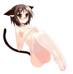  animal_ears brown_hair cat_ears cat_tail copyright_request feet nude red_eyes shin_(new) short_hair socks solo tail thighhighs 