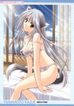  animal_ears bed bra brown_eyes cat_ears highres light_rays lingerie long_hair looking_at_viewer mikokon misaki_(mikokon) navel panties scan silver_hair sitting solo strap_slip sunbeam sunlight tail underwear underwear_only yamamoto_kazue 