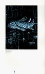  blame! coelacanth fish highres nihei_tsutomu no_humans swimming underwater water 