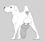 animal_genitalia animal_penis anus backsack balls big_penis canid canine canine_genitalia canine_penis canis causationcorrelation domestic_dog feral floppy_ears fur genitals huge_penis knot looking_at_viewer looking_back looking_back_at_viewer male mammal penis perineum quadruped rear_view schnauzer simple_background solo tail white_body white_fur