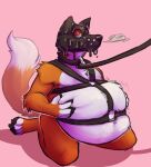 animal_mask anthro bdsm_gear belly big_belly blue_eyes canid canine canis collar fox foxxel fur hi_res inflation male mammal mask orange_body orange_fur overweight overweight_anthro overweight_male pup_mask slime white_body white_fur zannathedragon