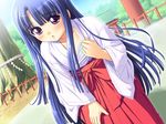  amemiya_mitsuho blue_bra blue_hair blush bra game_cg hakama hime_cut japanese_clothes long_hair miko nonohara_miki purple_eyes red_hakama solo underwear yukinochi_fururu! 