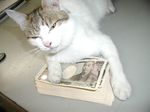  cat money photo tagme yen 