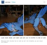 absurd_res after_sex animal_humanoid anthro ass_up avian avian_feet avian_humanoid bird blue_body bodily_fluids butt claws cum cum_in_ass cum_in_mouth cum_inside feathered_wings feathers genital_fluids hi_res humanoid leaking_cum male meme on_ground slavanich sleeping solo tail tail_feathers unconscious wings