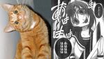  cat comic comparison crazy_eyes hatchet head_tilt higurashi_no_naku_koro_ni monochrome nose_hatchet parody photo ryuuguu_rena translation_request 