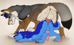  anal anal_penetration anus ass_up balls blue_body blue_eyes blue_fur blue_hair canid canine duo erection feral feral_on_feral feral_penetrated feral_penetrating feral_penetrating_feral from_behind_position fur genitals grey_body grey_fur hair hi_res killthe_demon male male/male male_penetrated male_penetrating male_penetrating_male mammal pawpads penetration penile penile_penetration penis penis_in_ass pink_anus pink_pawpads pink_penis red_anus red_penis sex side_view size_difference smile tan_balls tan_body tan_fur yellow_eyes 