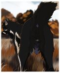 2025 animal_genitalia animal_penis anus balls black_body black_fur black_nose blurred_background butt canid canine canine_genitalia canine_penis canis colored digital_drawing_(artwork) digital_media_(artwork) erection feral fluffy fur genitals grass head_tuft hi_res inner_ear_fluff looking_at_viewer looking_back male mammal markings midzushiro nude on_ground outside penis plant presenting presenting_anus purple_anus purple_eyes purple_penis raised_tail rear_view shaded solo standing tail tuft white_markings wolf