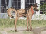2025 4_toes anatomically_correct anatomically_correct_genitalia animal_genitalia animal_penis anus balls blep brown_body brown_fur building butt canid canine canine_genitalia canine_penis canis curled_tail detailed_background digital_media_(artwork) digitigrade domestic_dog erection fangs feet fence feral fur genitals german_shepherd grin grinning_at_viewer hair herding_dog hi_res hotdogmeat kerchief knot knotted_penis looking_at_viewer male male_feral mammal naughty_face neckerchief neckwear outside pastoral_dog pawpads penis plant presenting presenting_anus presenting_balls presenting_hindquarters presenting_penis quadruped raised_leg side_view smile smiling_at_viewer snout solo standing tail tan_body tan_fur teeth tied_hair toes tongue tongue_out tuft window