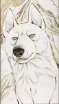 dog fang lobo_(fang) white_wolf_(fang) wolf 