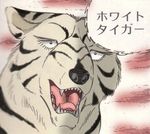  dog fangs ginga_nagareboshi_gin lowres white_tiger_(ginga_nagareboshi_gin) wolf 