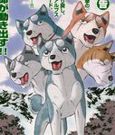  akita akita_inu blue_eyes brown_eyes collar dog fangs gin_(ginga_densetsu_weed) gin_(ginga_nagareboshi_gin) ginga_densetsu_weed ginga_nagareboshi_gin joe_(ginga_densetsu_weed) riki_(ginga_nagareboshi_gin) scar weed_(ginga_densetsu_weed) yukimura_(ginga_densetsu_weed) 