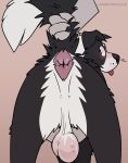  anatomically_correct anatomically_correct_anus anthro anthro_on_feral anus balls bestiality border_collie canid canine canis chess_(mintyderg) chessthecollie collie domestic_dog duo embarrassed feral genitals herding_dog hi_res looking_at_viewer male mammal mintyderg pastoral_dog saggy_balls sheepdog tail tail_grab 