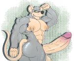 6:5 abs absurd_res anthro armpit_hair balls biceps big_nipples big_penis black_nose body_hair buckteeth butt countershade_torso countershading dg254 digital_media_(artwork) english_text erection fingers forearm_muscles fur genitals glans grey_body hair hi_res huge_penis humanoid_genitalia hyper hyper_genitalia hyper_penis jim_rat looking_at_viewer male mammal murid murine muscular muscular_anthro muscular_male nipple_piercing nipple_ring nipples nude pecs penis piercing rat ring_piercing rodent simple_background smile solo tail teeth text vein veiny_penis yellow_sclera