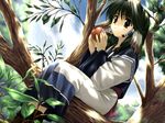  amazuyu_tatsuki animal_ears apple aruruw branch dog_ears dutch_angle food fruit hair_tubes holding holding_food holding_fruit in_tree leaf leaf_(studio) long_sleeves official_art outdoors sitting sitting_in_tree solo sunlight tree utawareru_mono wide_sleeves 